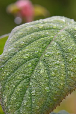 Yeşil yaprağı kapat  