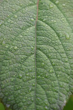 Yeşil yaprağı kapat  