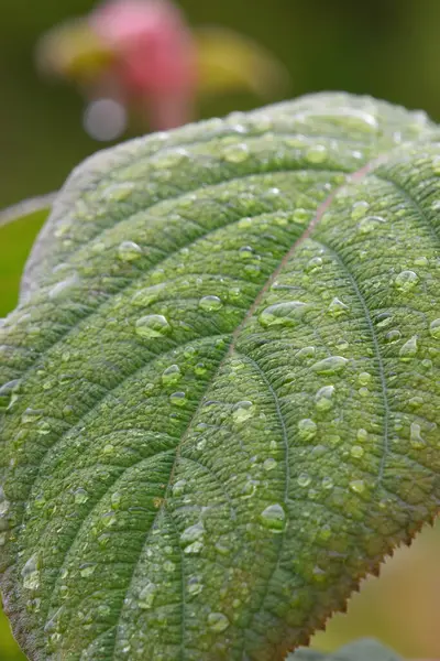 Yeşil yaprağı kapat  