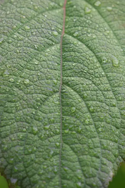 Yeşil yaprağı kapat  