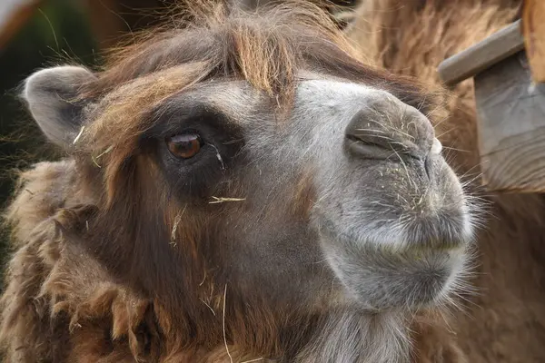 Bir devenin portresi