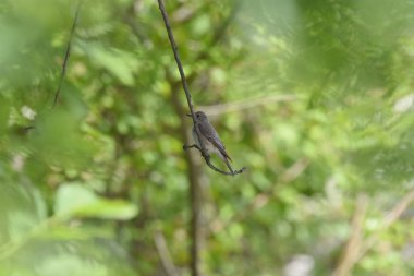 bir dala tünemiş bir kuş (sinekkapan )