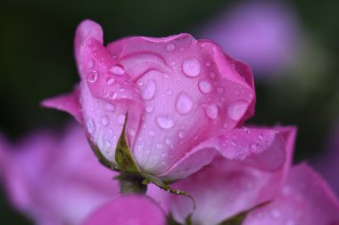 Bahçede yağmur damlaları olan güzel pembe bir gül 