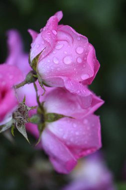 Bahçede yağmur damlaları olan güzel pembe bir gül 