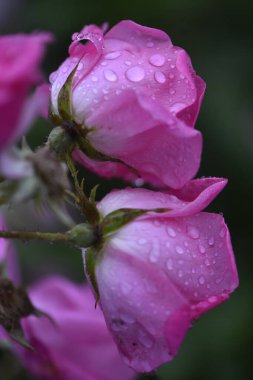 Bahçede yağmur damlaları olan güzel pembe bir gül 