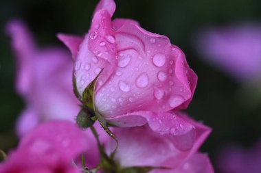 Bahçede yağmur damlaları olan güzel pembe bir gül 