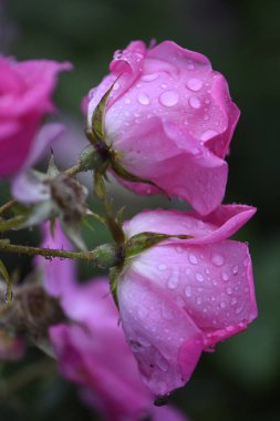 Bahçede yağmur damlaları olan güzel pembe bir gül 