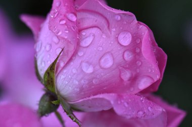 Bahçede yağmur damlaları olan güzel pembe bir gül 