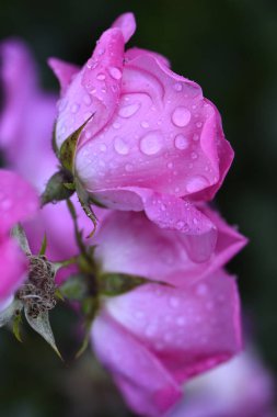 Bahçede yağmur damlaları olan güzel pembe bir gül 
