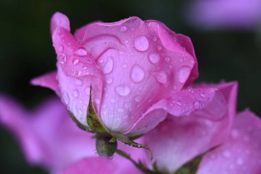 Bahçede yağmur damlaları olan güzel pembe bir gül 