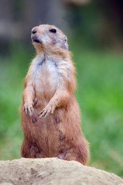 Bir çayır köpeğinin (cyan clanomys nomanus ).  