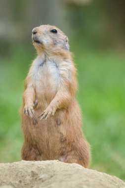 Bir çayır köpeğinin (cyan clanomys nomanus ).  