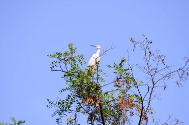Ağacın tepesinde bir balıkçıl  