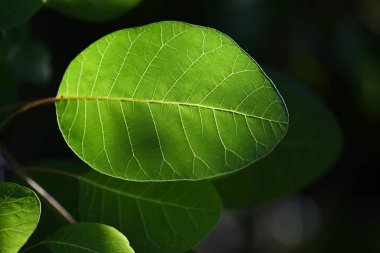 Yeşil yapraklar, güzel botanik çekimleri, doğal duvar kağıtları.