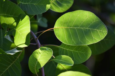 Yeşil yapraklar, güzel botanik çekimleri, doğal duvar kağıtları.