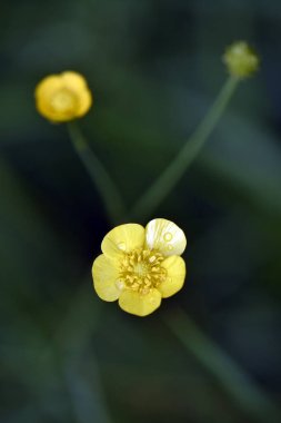 Bahçedeki sarı çiçekler