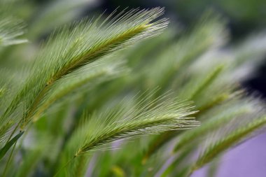Yakın - taze yeşil çimlerin görünümü  