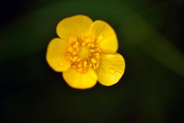 Kapatın güzel çiçekleri