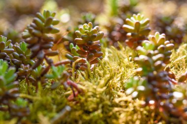 Arabanın altında bir kedi var.