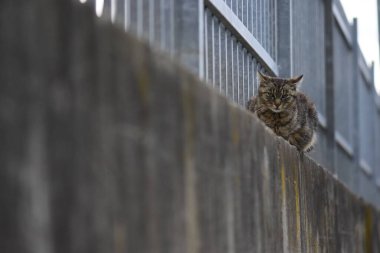 a cat on a low wall