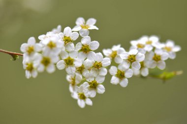 Güzel botanik fotoğrafı, doğal duvar kağıdı.  