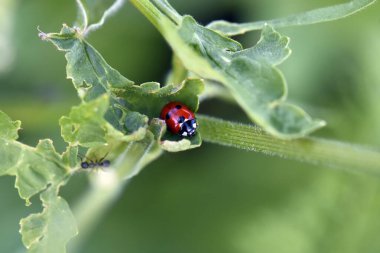 Doğada yeşil bir yaprak üzerinde uğur böceği  