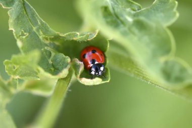 Doğada yeşil bir yaprak üzerinde uğur böceği  
