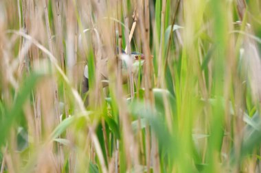 Little Bittern glimpsed among the reeds