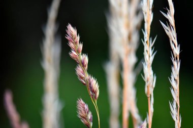grass flower in nature , wallpaper
