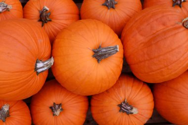 arka plan ile birçok kabak.   