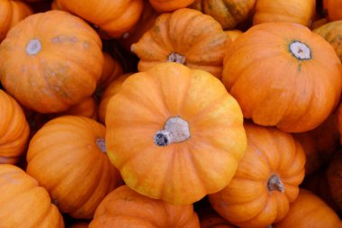 arka plan ile birçok kabak.   