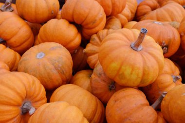 arka plan ile birçok kabak.   