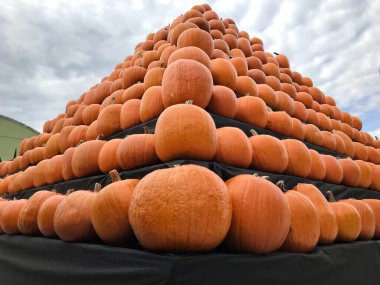 Satılık taze portakal kabağı yığını