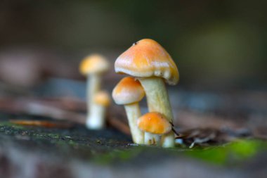 Ormanda yetişen mantarları kapatın.