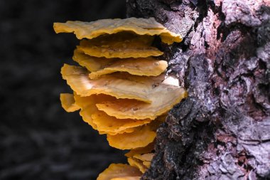 Ağaçta büyüyen mantarlar