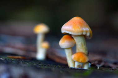 Ormanda yetişen mantarları kapatın.