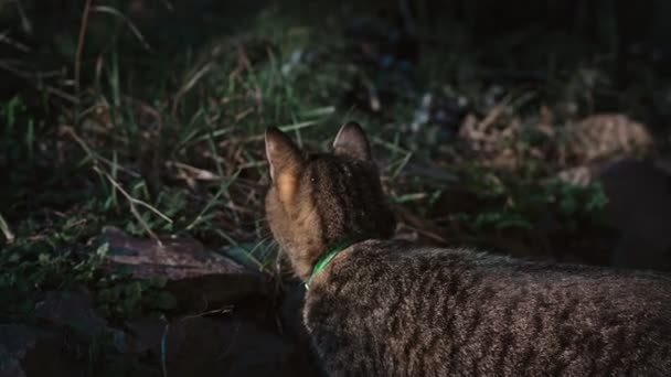 Ruční Pomalý Záběr Roztomilé Šedé Kočky Hrající Venku Při Západu — Stock video