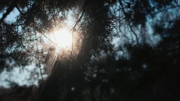 Beautiful Cinematic Shot Sun Rays Shine Cypress Branches — Stock Video