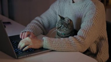 Close-up of a cute gray cat sitting on his owner's lap and looking curiously at the laptop screen