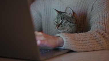 Close-up of a cute gray cat sitting on his owner's lap and looking curiously at the laptop screen