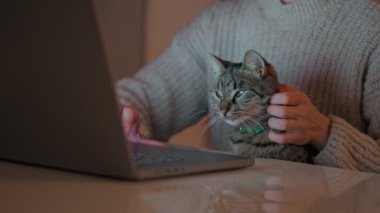 Close-up of a cute gray cat sitting on his owner's lap and looking curiously at the laptop screen