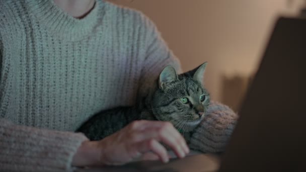 Close Cute Gray Cat Sitting His Owner Lap Looking Curiously — Wideo stockowe