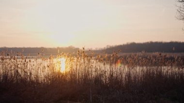Güzel bir gün batımının sabit bir görüntüsü uzun kamışların arasından geçen bir gölün üzerinde.