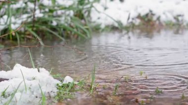 Küçük dereye düşen yay damlalarının yavaş çekim görüntüleri. Eriyen ıslak karla kaplı yeşil çimenler.