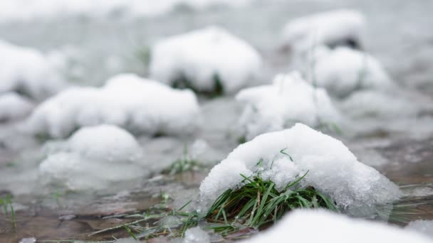 Toma Mano Cámara Lenta Una Hierba Verde Cubierta Nieve Húmeda — Vídeos de Stock