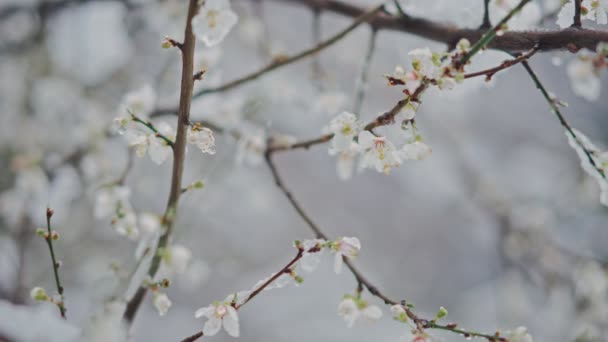 Zeitlupenaufnahme Eines Blühenden Astes Der Mit Frühlingsschnee Bedeckt Ist — Stockvideo