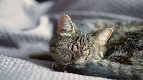 毛布の上で寝ているかわいい灰色の猫のスローモーションクローズアップショット屋内 — ストック動画