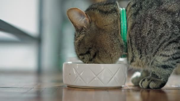 Closeup Tiro Gato Comendo Comida Seca Uma Tigela Profunda — Vídeo de Stock
