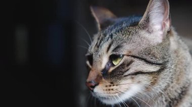 Şirin gri bir kedinin yakın plan portresi.