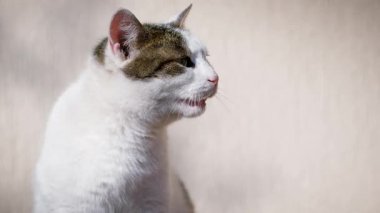 Güneşli bir günde doğadaki bir sokak kedisinin portresi